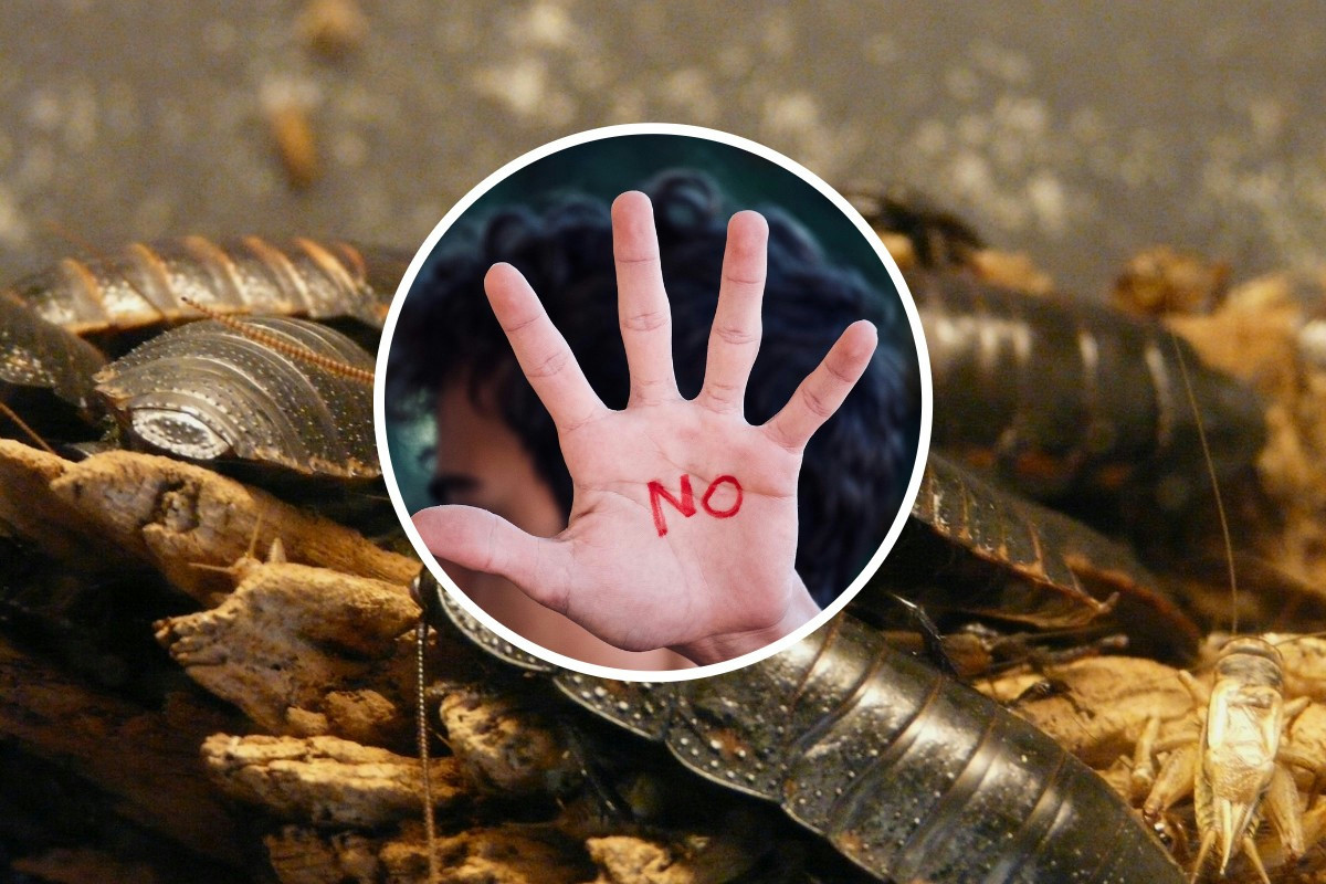 Candeggina contro le blatte: cosa accade davvero in casa e perché rischi di peggiorare la situazione