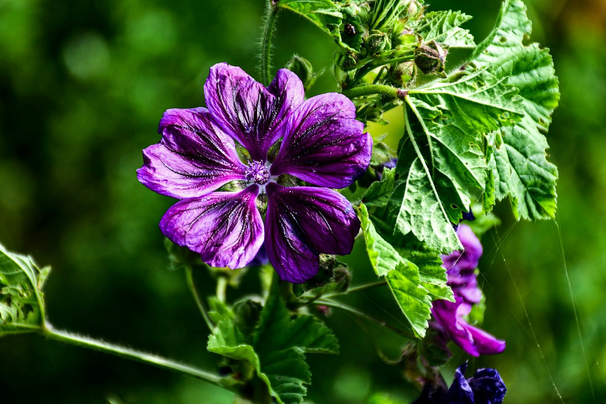 Malva, la tisana che protegge la gola: ecco perché usarla e come prepararla al meglio