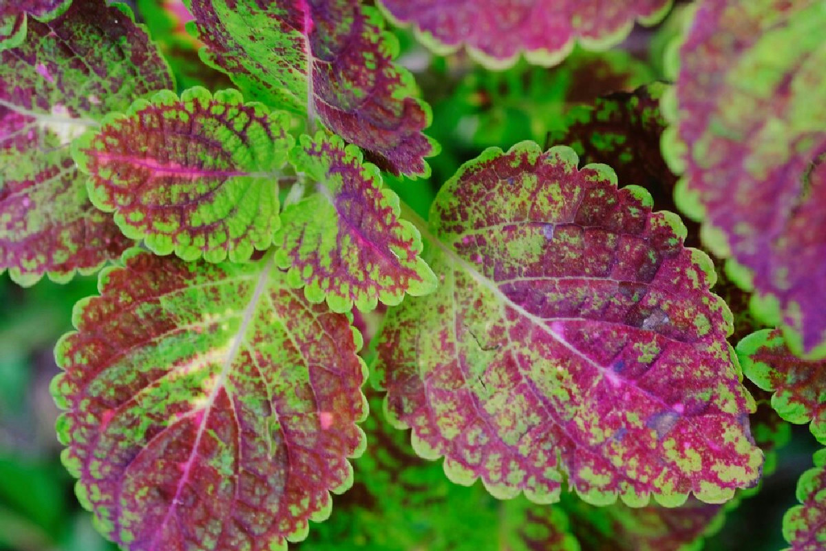 La pianta antizanzare profumatissima che trasforma balconi e giardini: ecco perché sceglierla