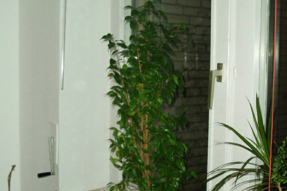 Piante da interno che purificano l’aria: ecco 9 varietà facili che rendono la casa più sana