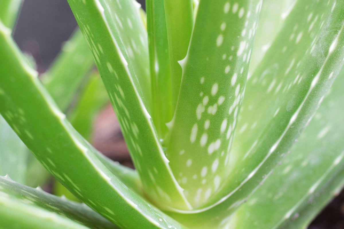Aloe Vera Ultra, il rituale naturale che trasforma energia e regolarità: ecco cosa succede