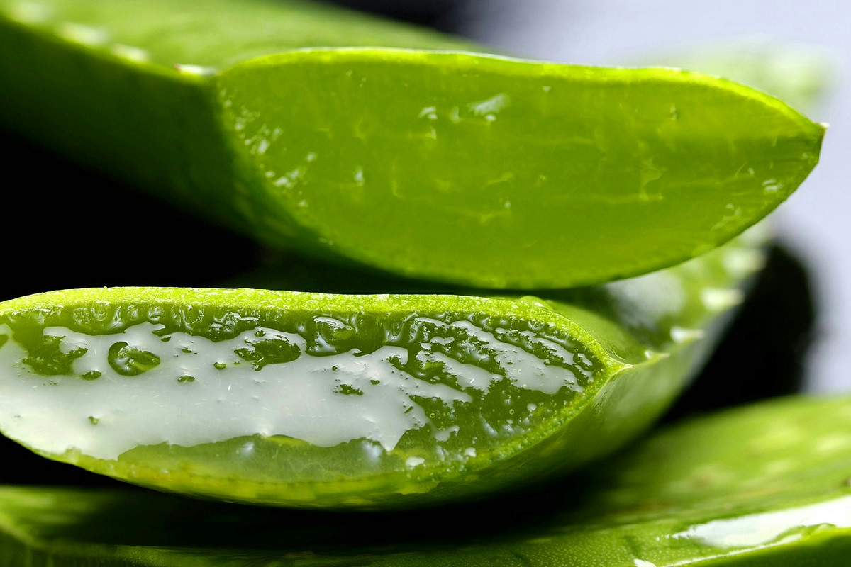 Aloe Vera Ultra, il rituale naturale che trasforma energia e regolarità: ecco cosa succede