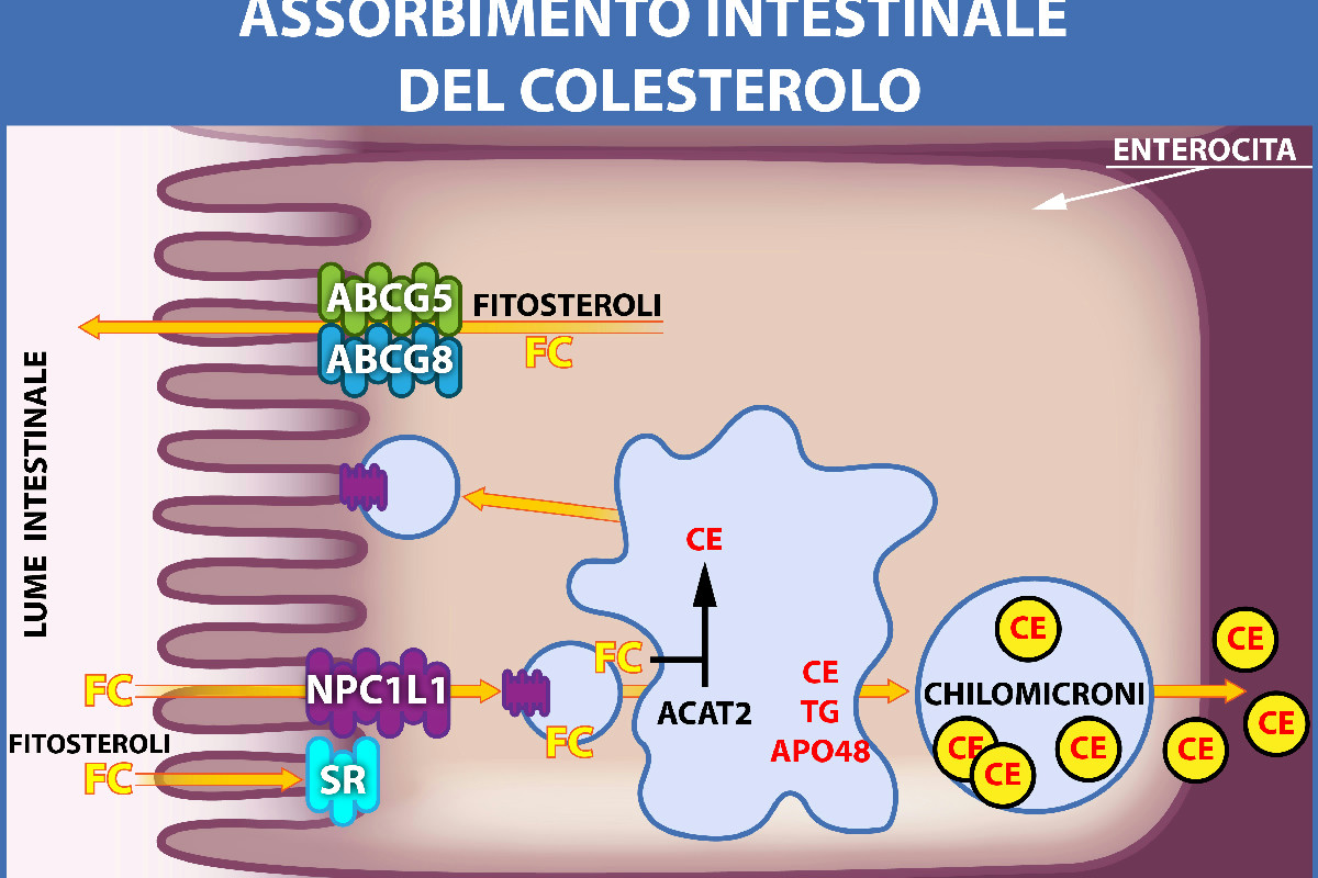 Cosa accade al corpo regolando l’assunzione di acqua: il legame poco noto con colesterolo e zuccheri