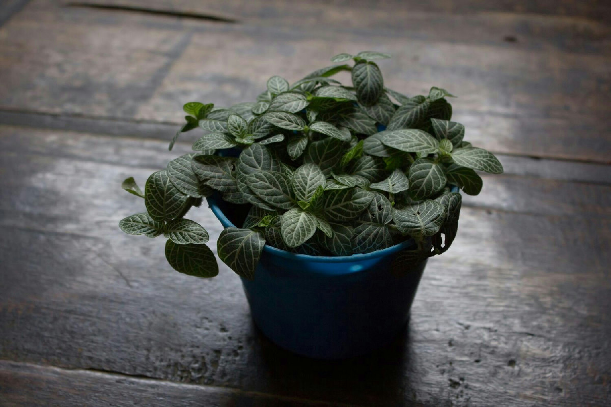 Erbe aromatiche sempre fresche in casa: come coltivare un angolo verde profumato anche d’inverno