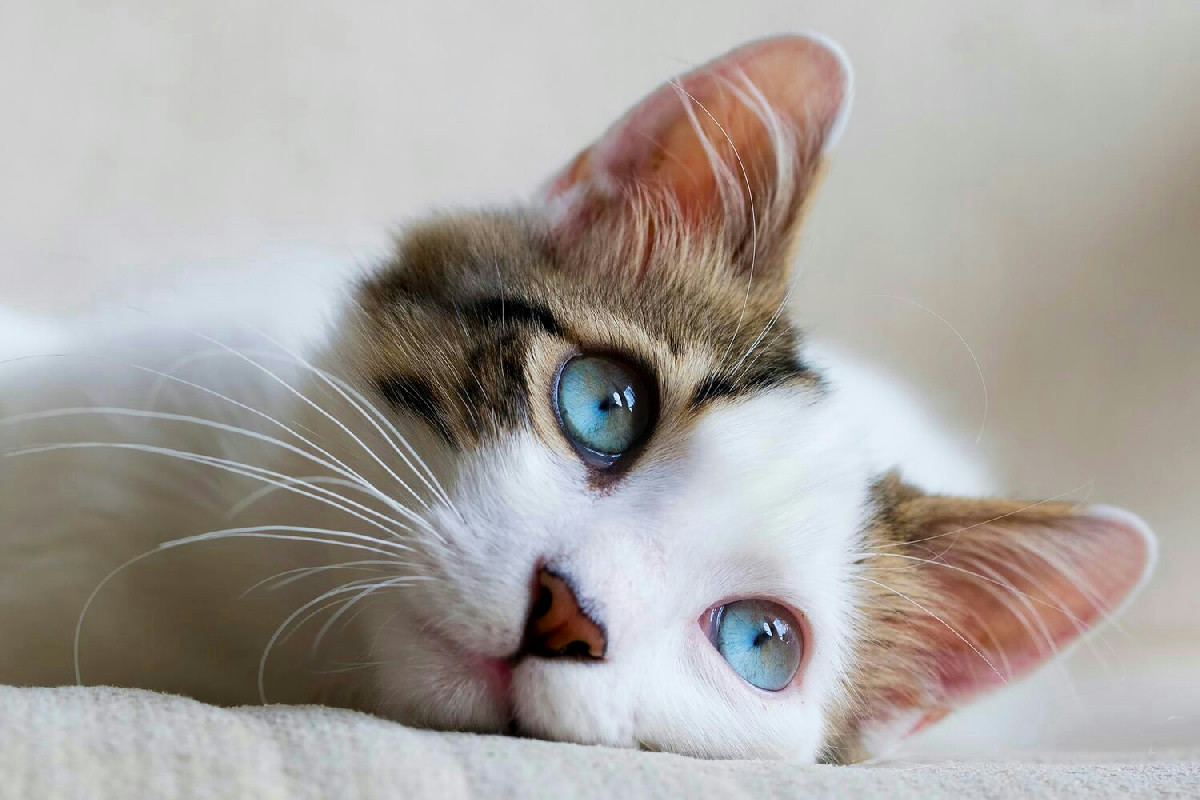 Gatto che fa pipì fuori dalla lettiera: cosa spruzzare per allontanare il problema in modo efficace