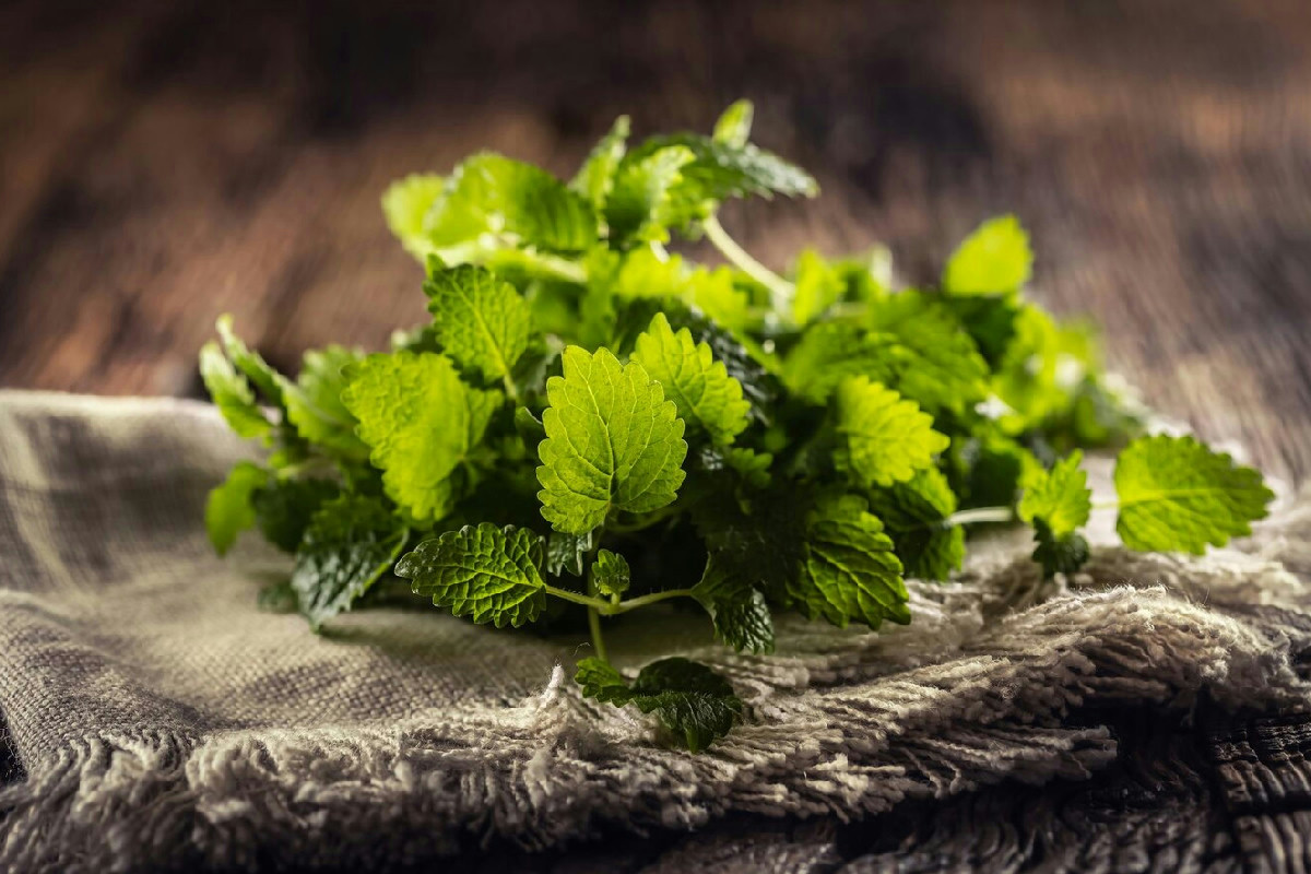 Melissa officinalis e pressione arteriosa: quali effetti ha davvero sull’organismo secondo gli studi