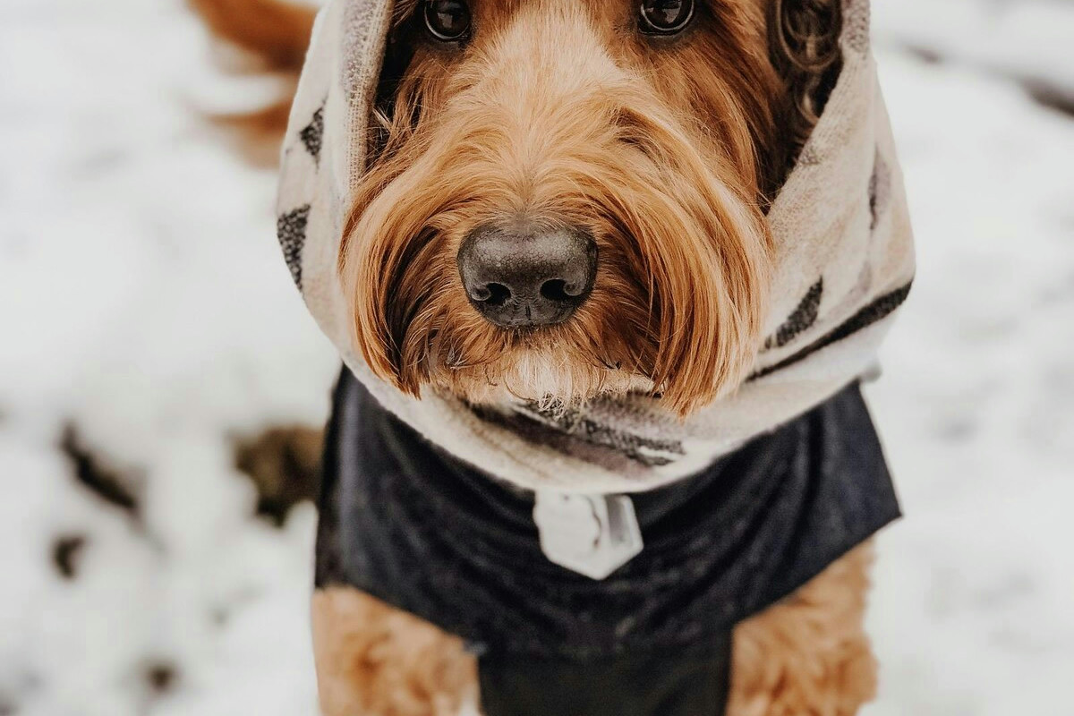 Non immagini cosa fa il freddo ai cani: 5 accessori utili (già in offerta) che tutti cercano