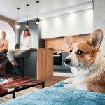 Quanti cani è possibile tenere in casa: le limitazioni regionali e condominiali da conoscere