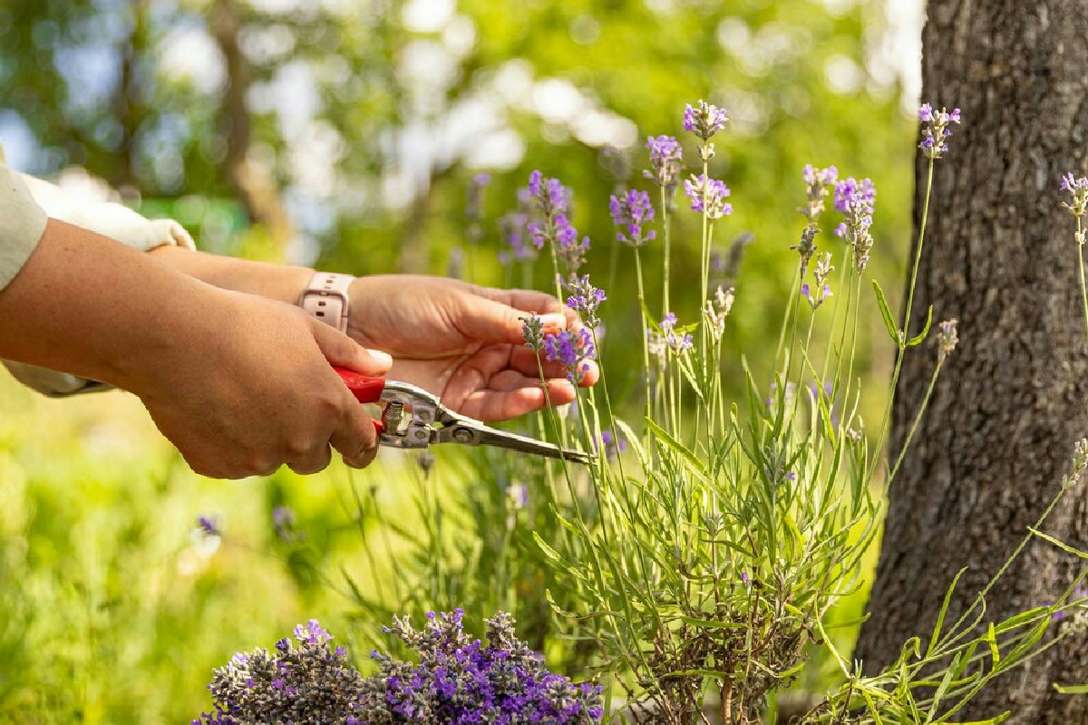 Rigenerare corpo e mente nel verde: il giardino come rifugio di armonia e serenità profonda