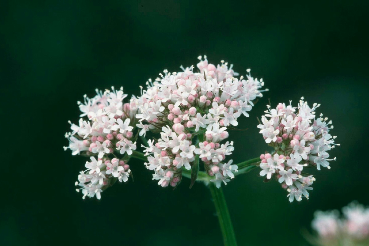 Valeriana, il segreto naturale che aiuta a dormire meglio dopo un’operazione: ecco perché funziona