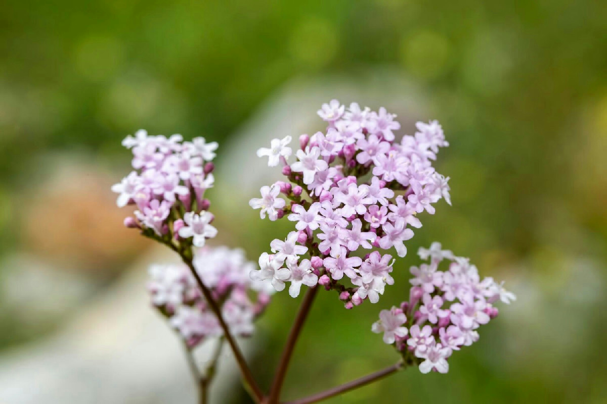 Valeriana, il segreto naturale che aiuta a dormire meglio dopo un’operazione: ecco perché funziona
